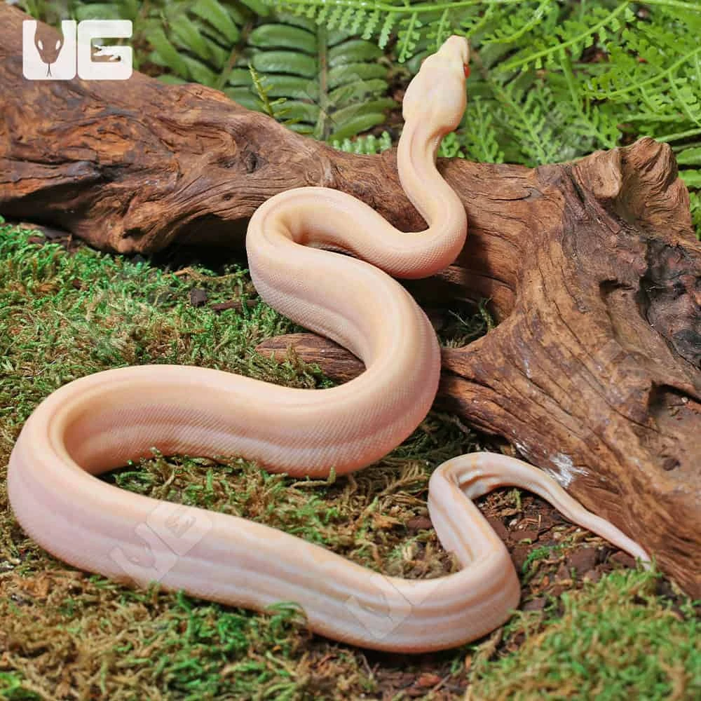 Male Orangasm Pastel Kahl Albino Eclispe Boa #B97 - Image 4
