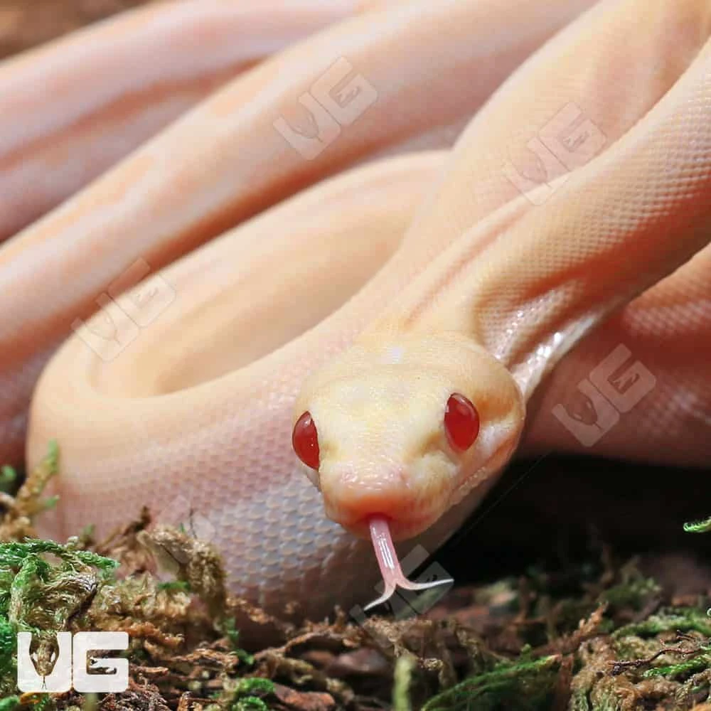 Male Orangasm Pastel Kahl Albino Eclispe Boa #B97 - Image 2