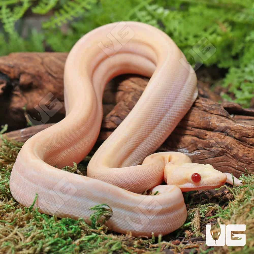 Male Orangasm Pastel Kahl Albino Eclispe Boa #B97