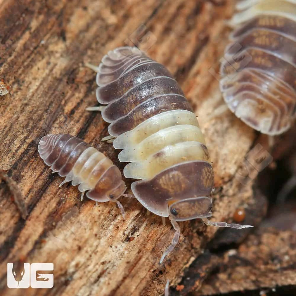 Panda King Isopods - Image 3
