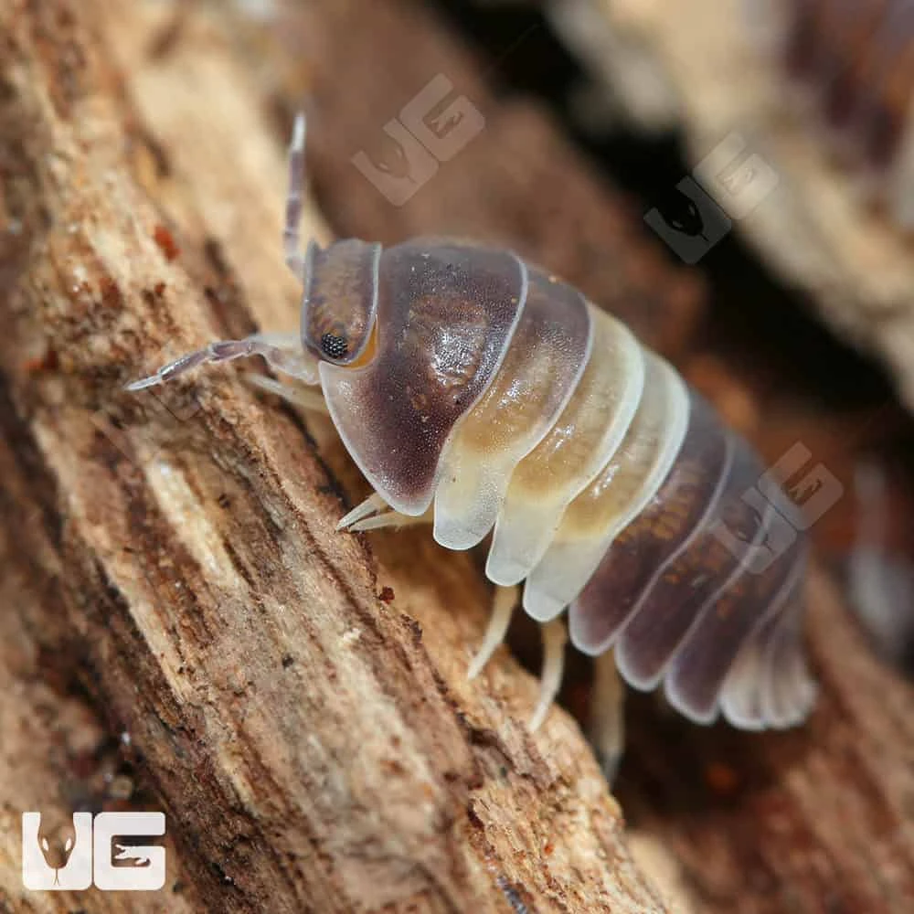 Panda King Isopods - Image 4