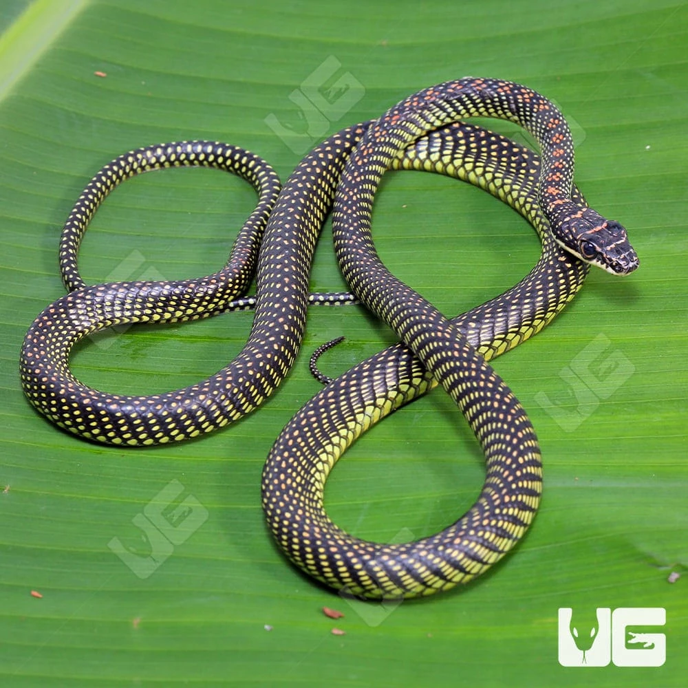 Paradise Flying Snake - Image 3