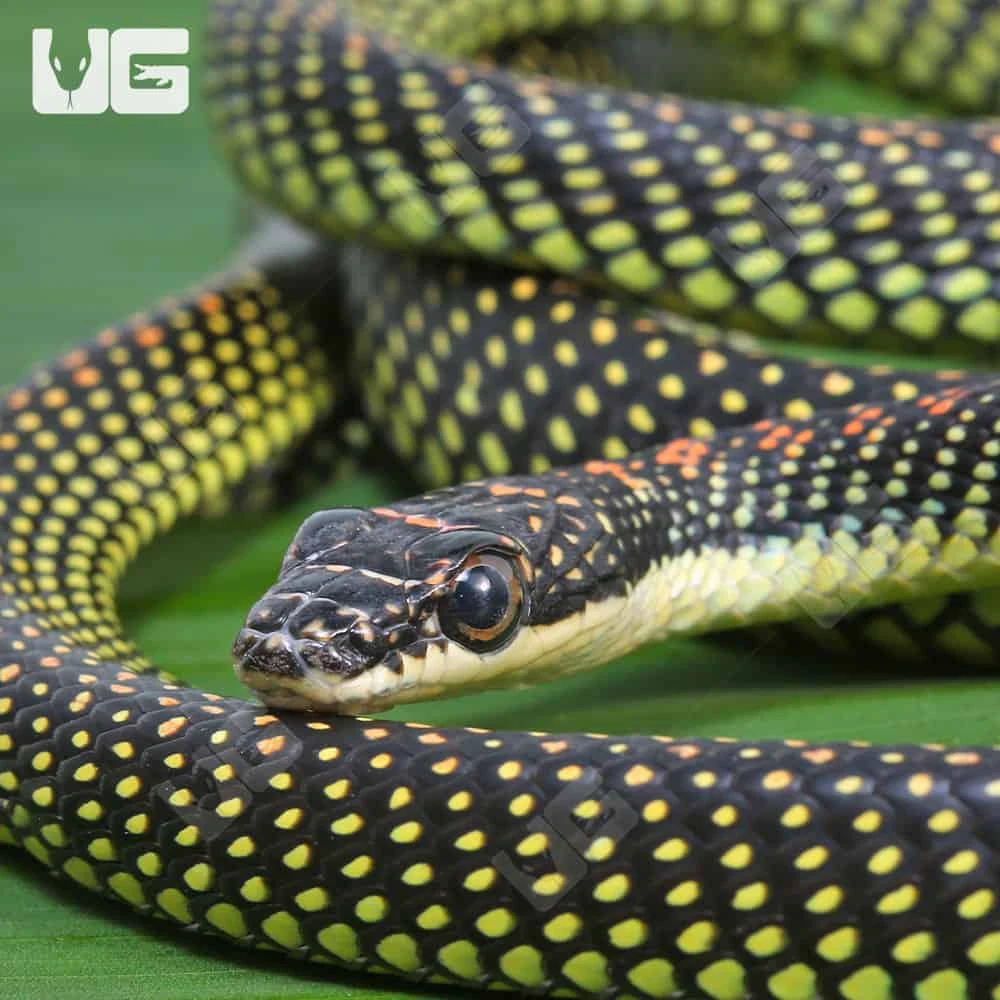 Paradise Flying Snake - Image 2