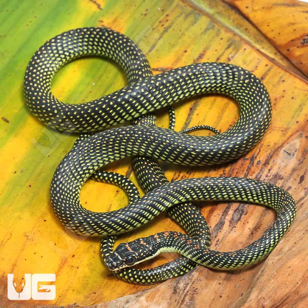 Paradise Flying Snake - Image 4