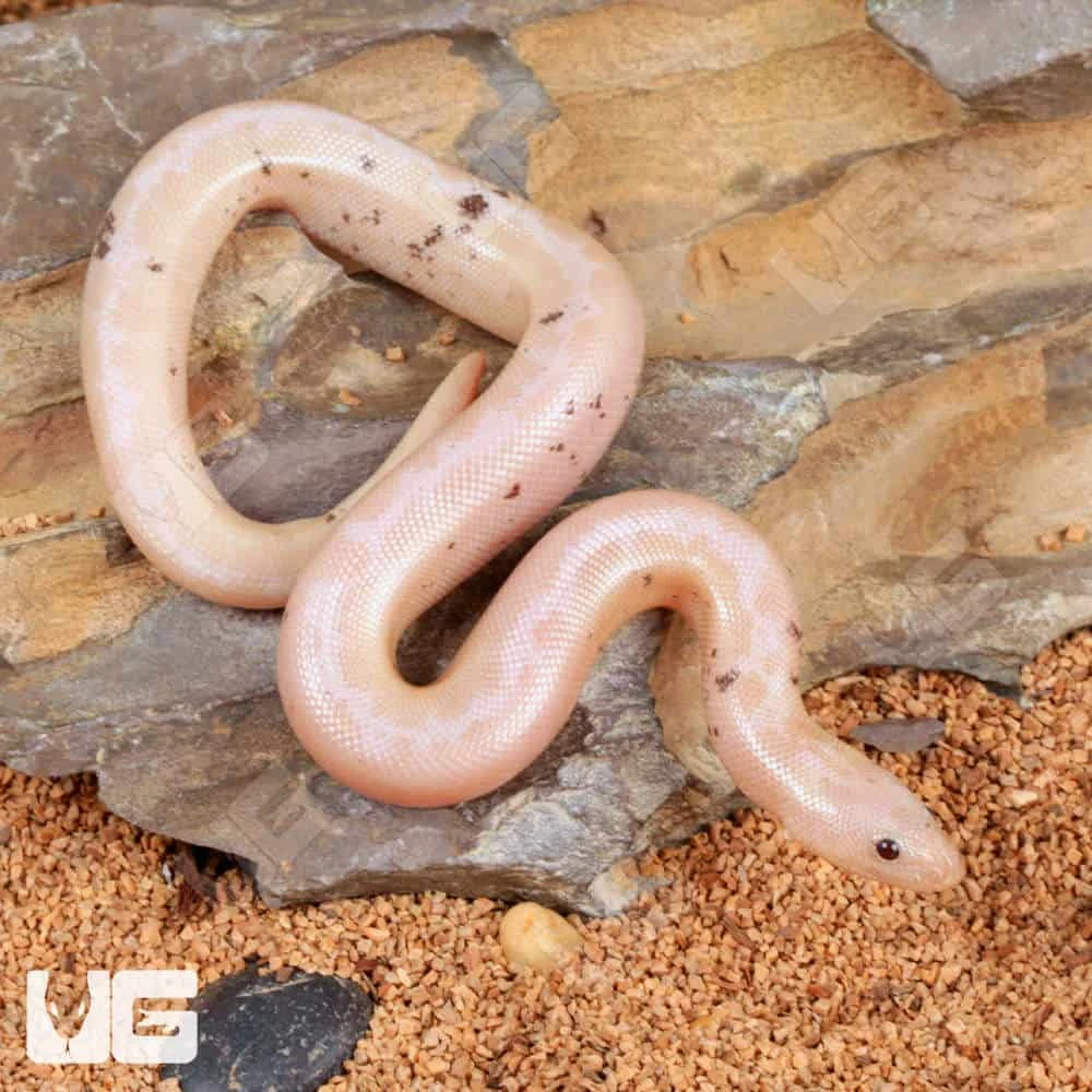Paradox Snow Striped Kenyan Sand Boa - Image 3