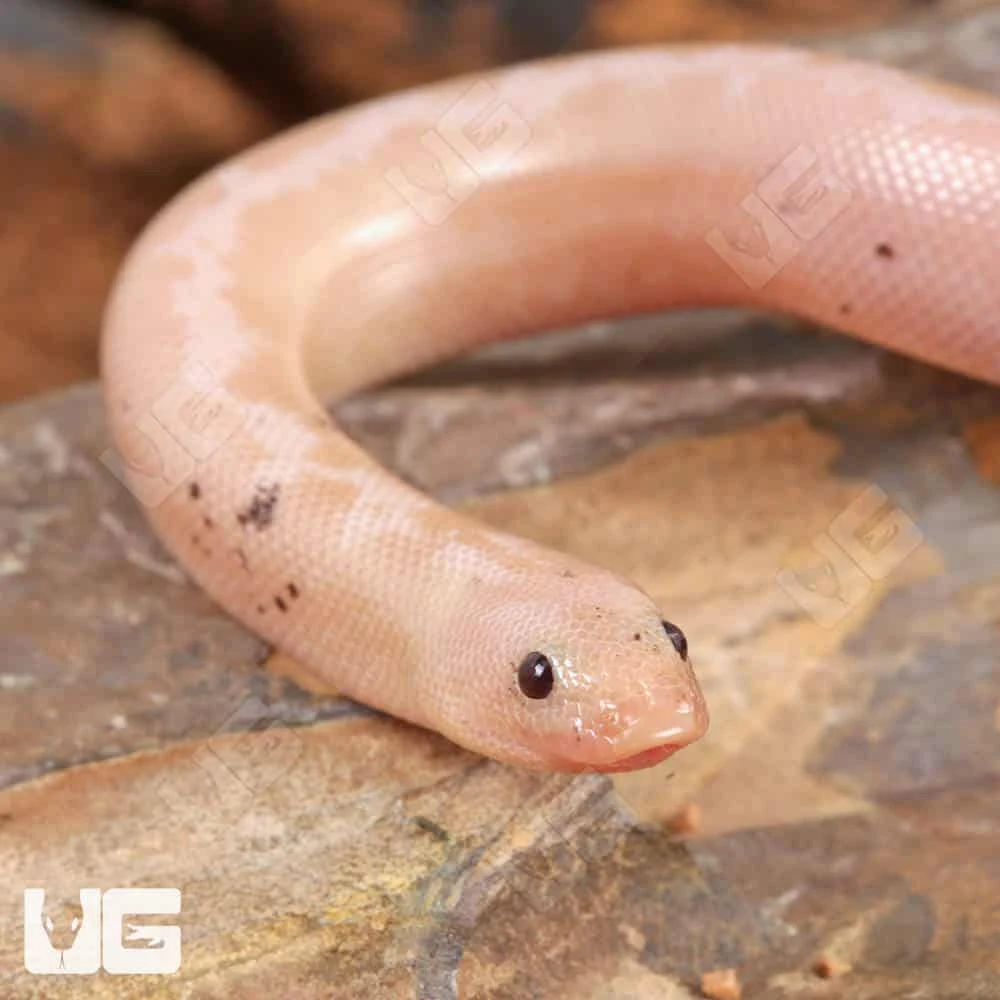 Paradox Snow Striped Kenyan Sand Boa - Image 2