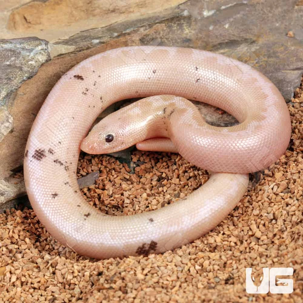 Paradox Snow Striped Kenyan Sand Boa - Image 4