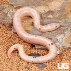 Paradox Snow Striped Kenyan Sand Boa