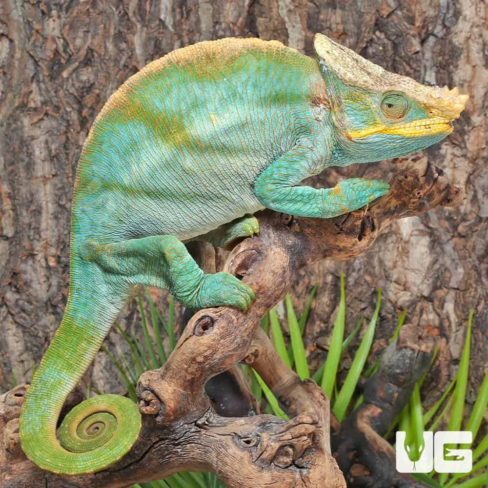 Parson’s Chameleon - Image 2