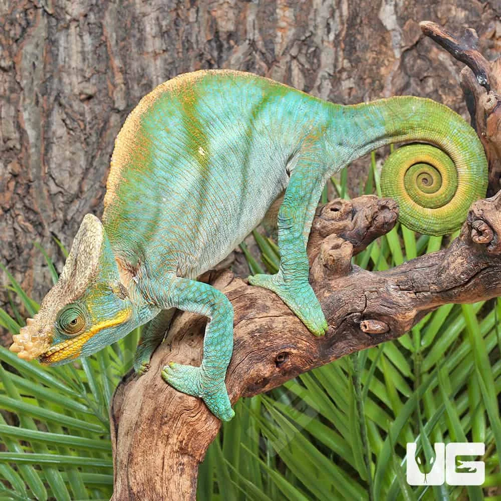 Parson’s Chameleon