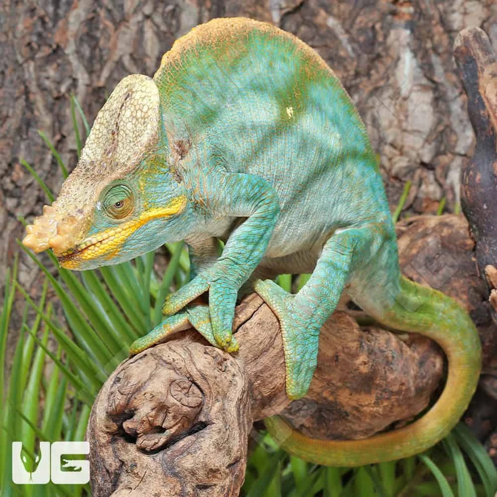Parson’s Chameleon - Image 4