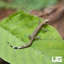 Madagascar Clawless Gecko