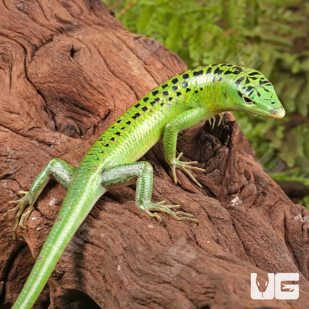 Philippine Emerald Tree Skink - Image 3