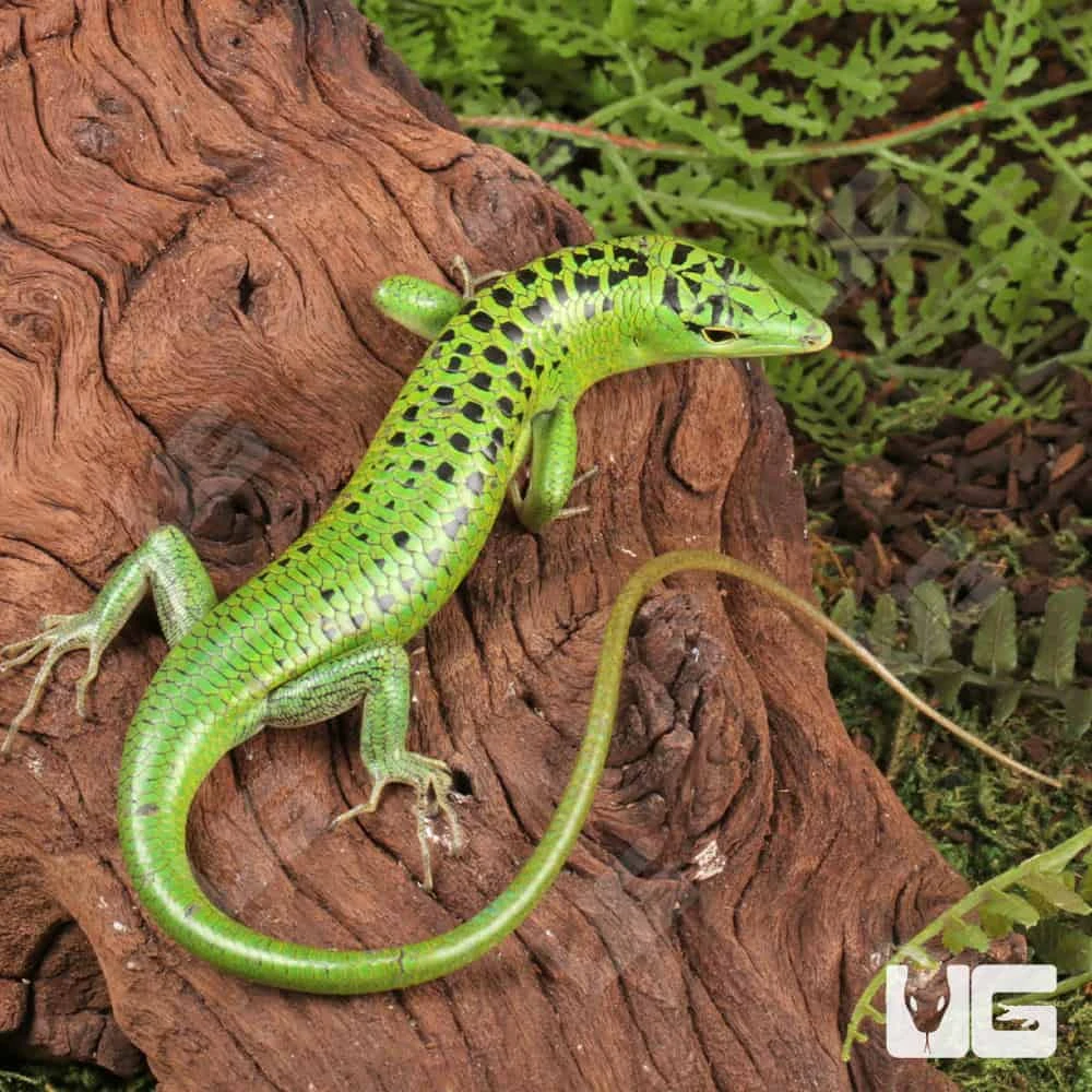 Philippine Emerald Tree Skink