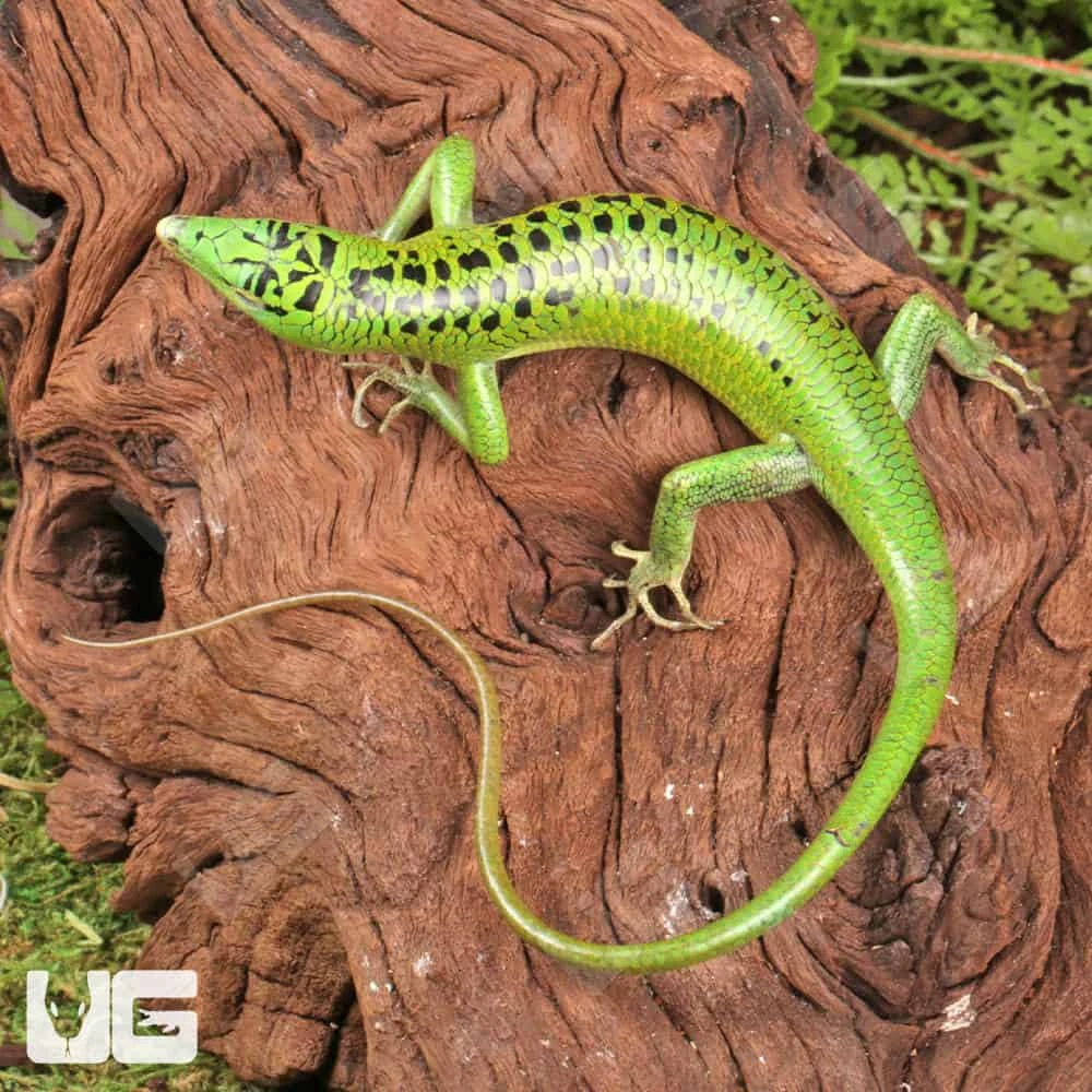 Philippine Emerald Tree Skink - Image 4