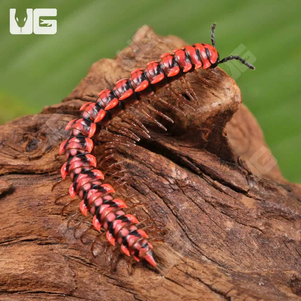 Pink Dragon Millipede