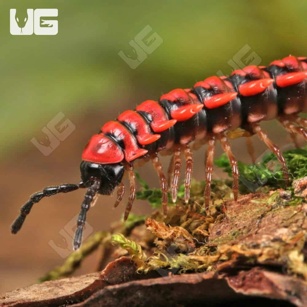 Pink Dragon Millipede - Image 3