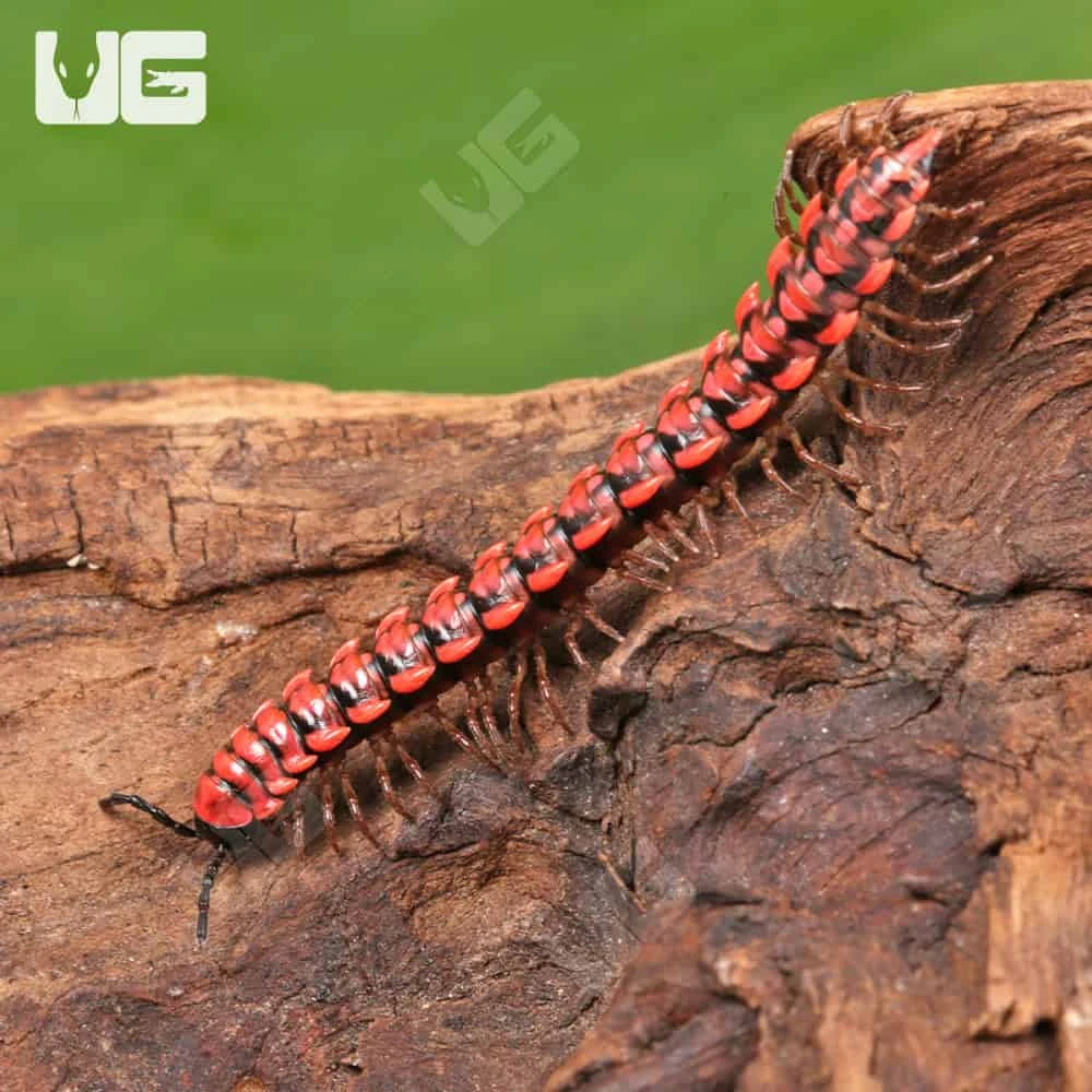 Pink Dragon Millipede - Image 4