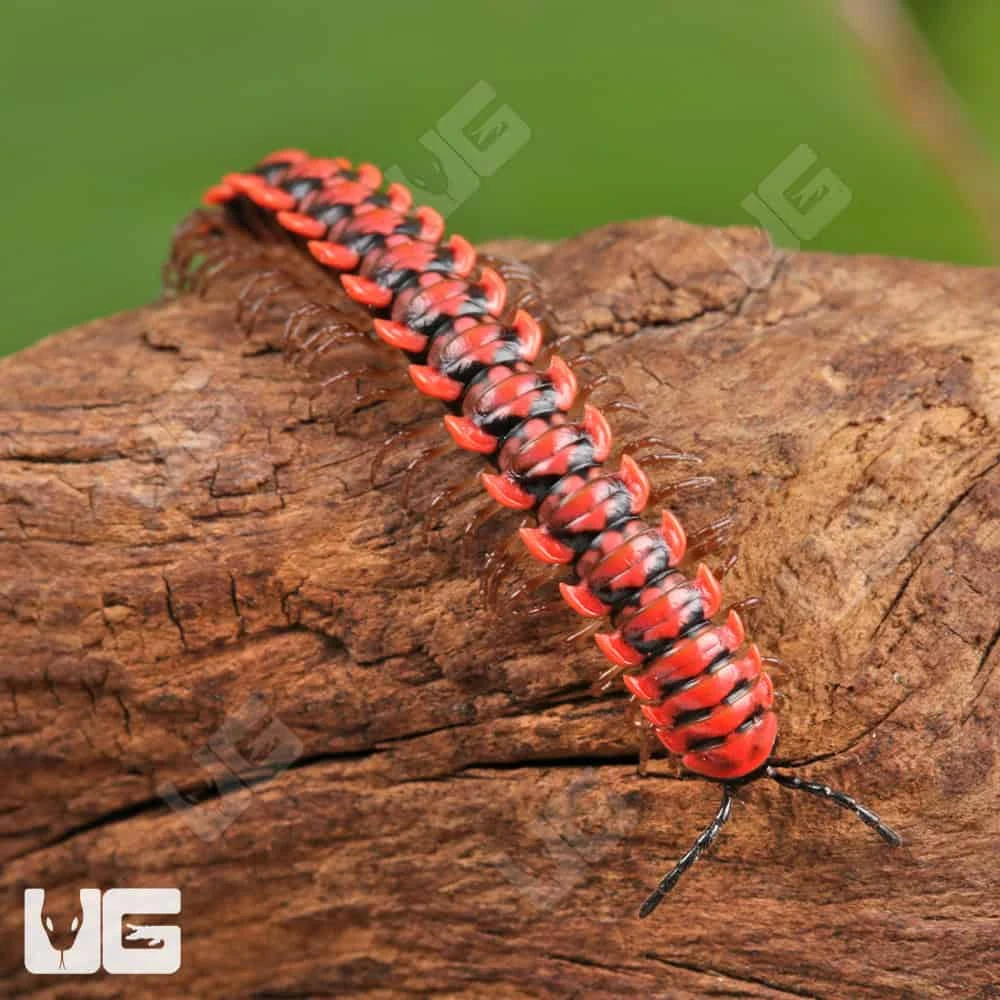 Pink Dragon Millipede - Image 2