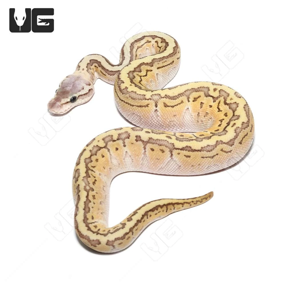 Baby Female Pinstripe Mojave Pastel Ball Python - Image 4