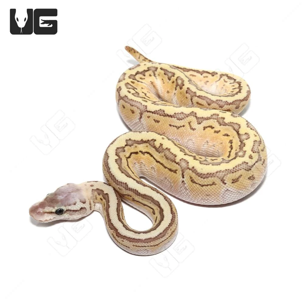 Baby Female Pinstripe Mojave Pastel Ball Python