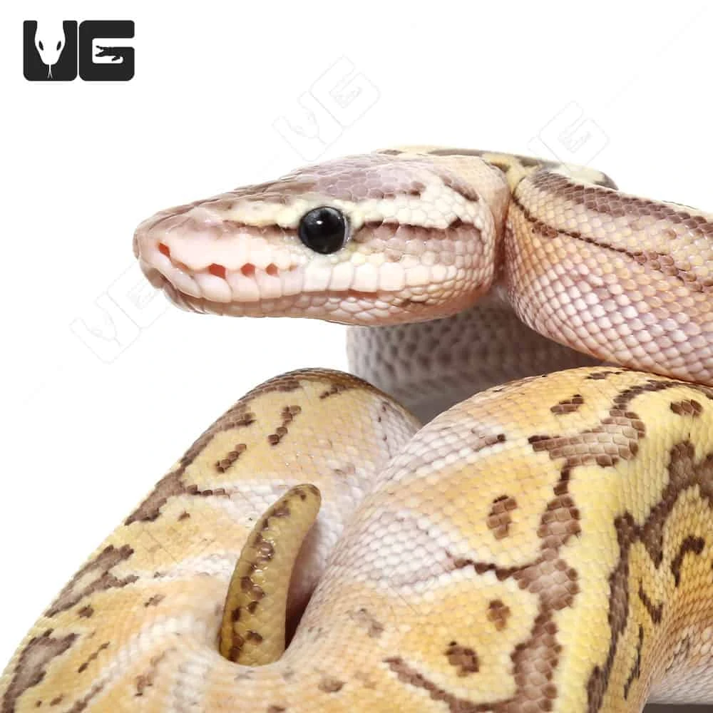 Baby Female Pinstripe Mojave Pastel Ball Python - Image 3