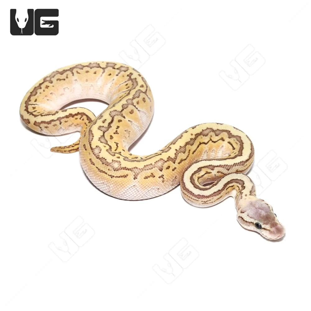 Baby Female Pinstripe Mojave Pastel Ball Python - Image 2