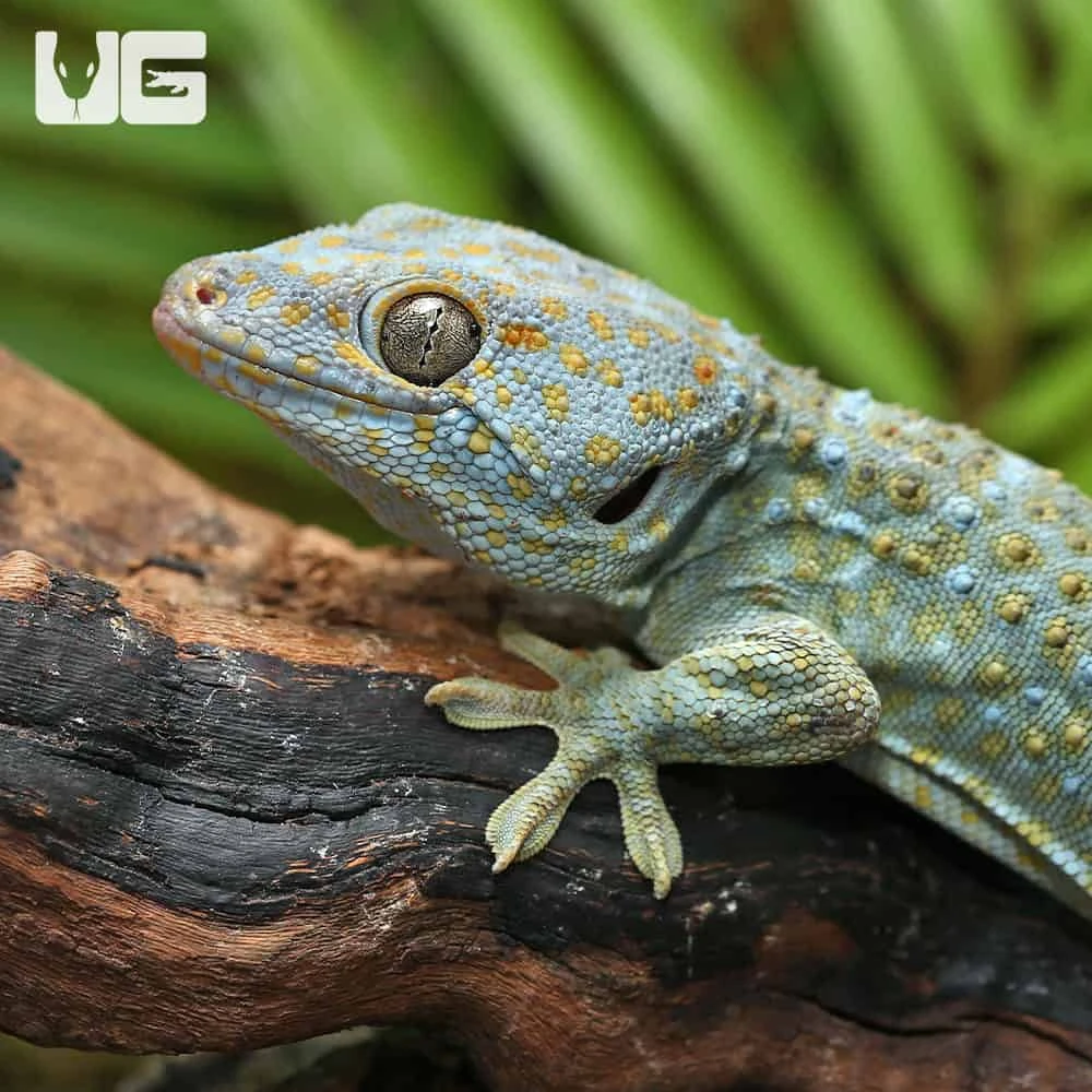 Platinum Tokay Gecko - Image 3
