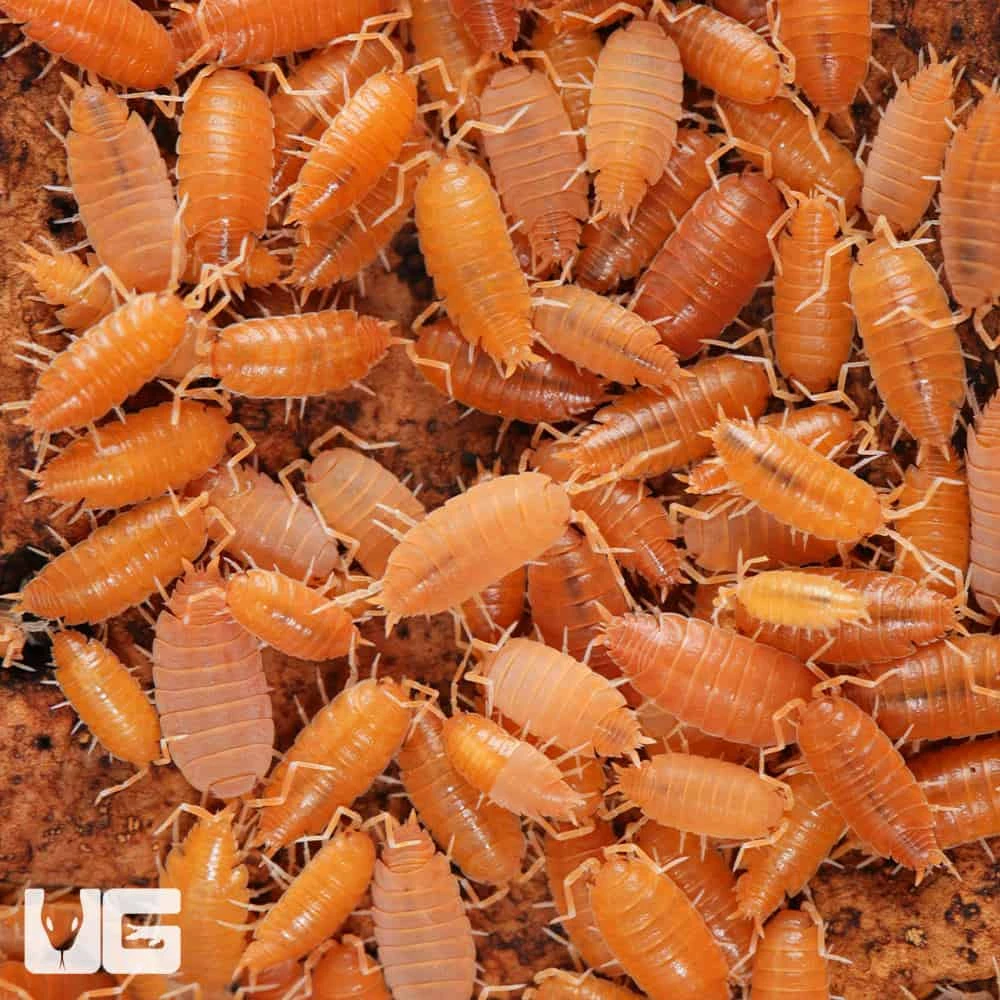Porcellionides Pruinosus Powder Orange Isopods - Image 2