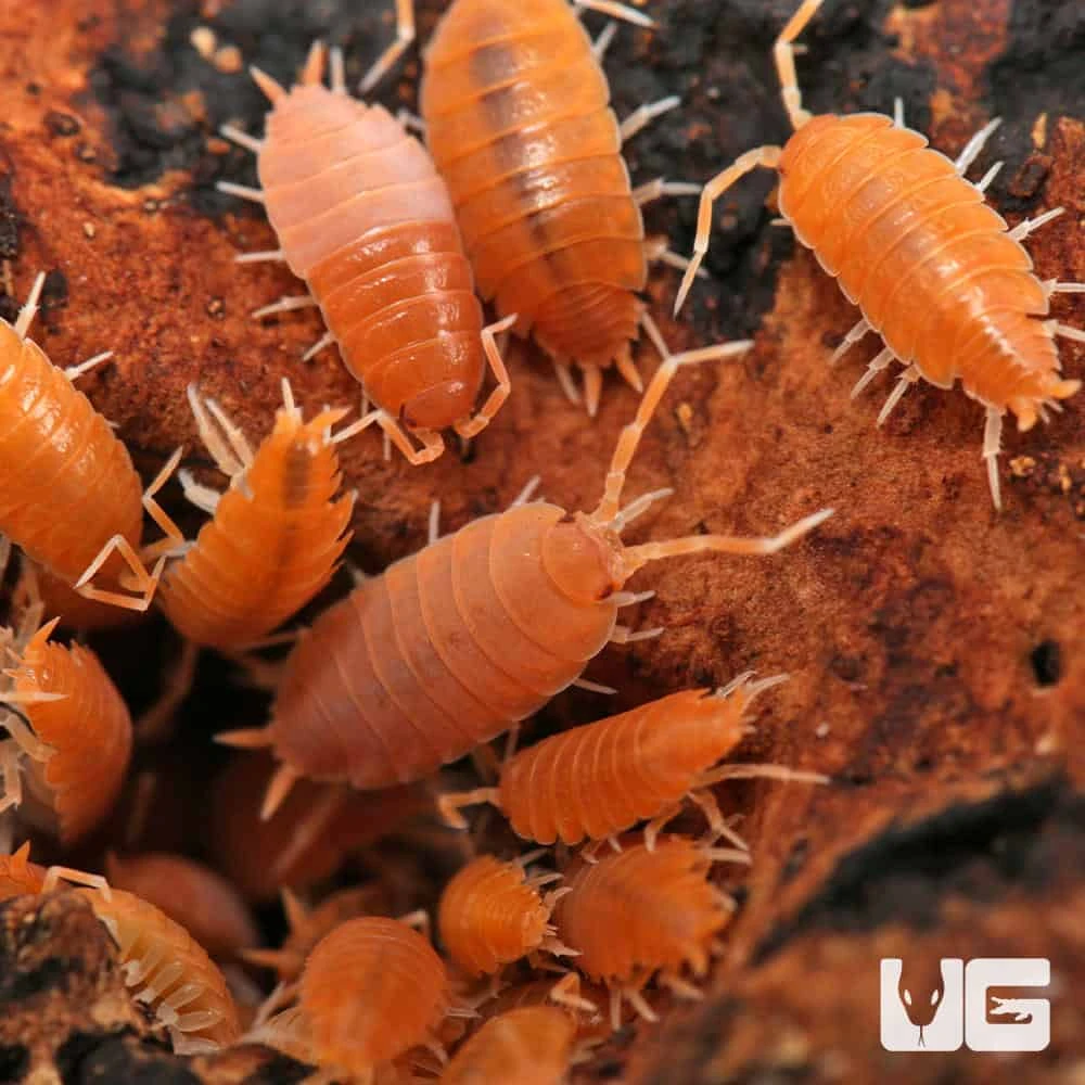 Porcellionides Pruinosus Powder Orange Isopods - Image 4