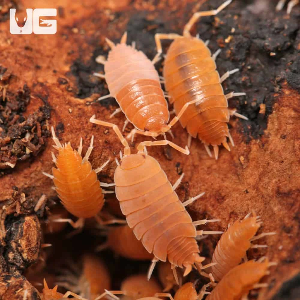 Porcellionides Pruinosus Powder Orange Isopods - Image 3