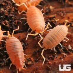 Porcellionides Pruinosus Powder Orange Isopods