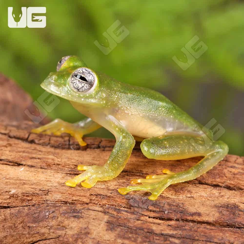 Powdered Glass Tree Frog - Image 3