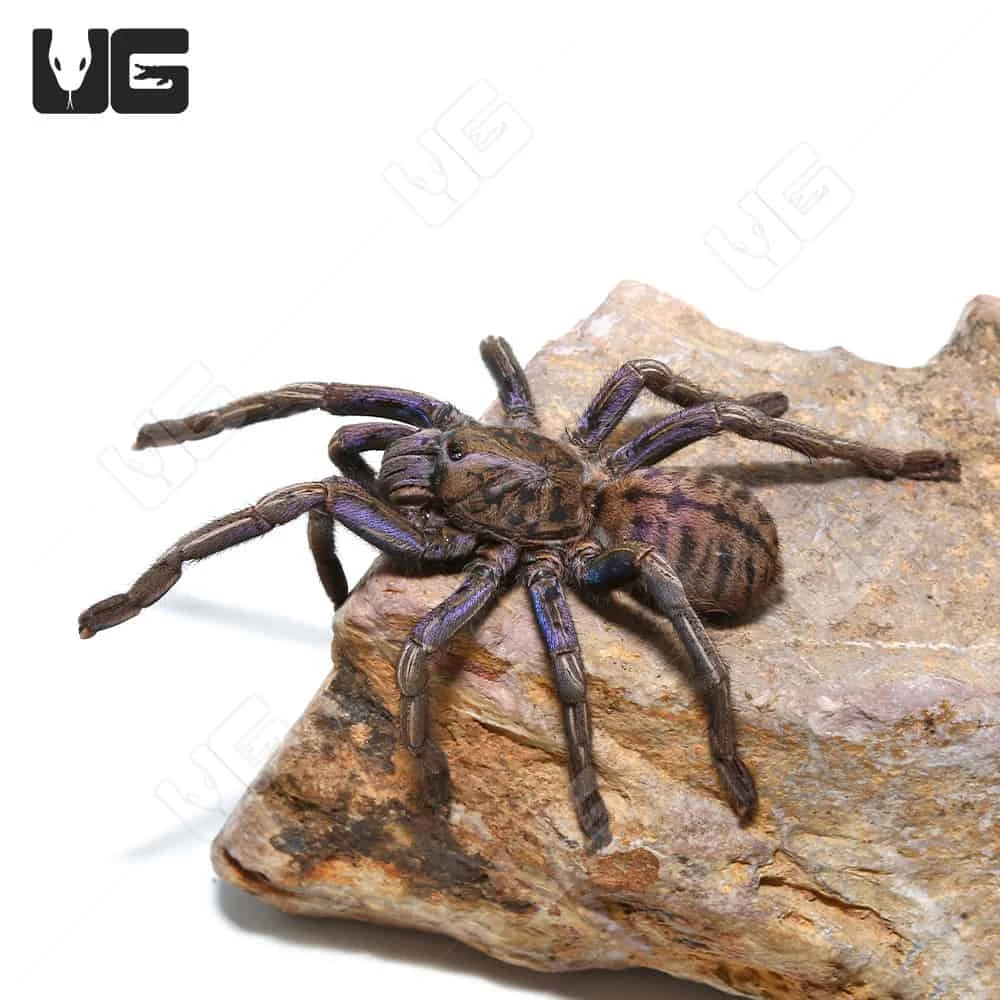 Purple Zebra Tarantula (2 – 3″) - Image 3