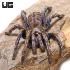 Purple Zebra Tarantula (2 – 3″)