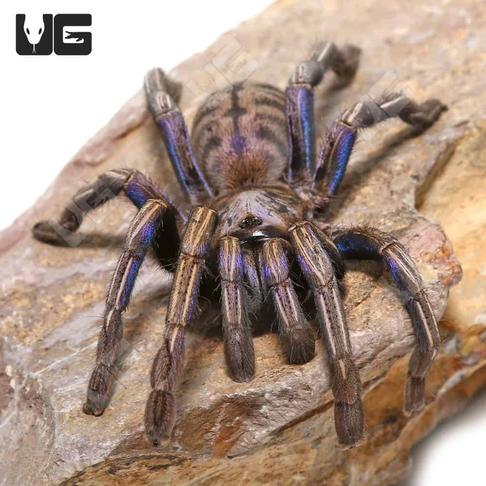 Purple Zebra Tarantula (2 – 3″)
