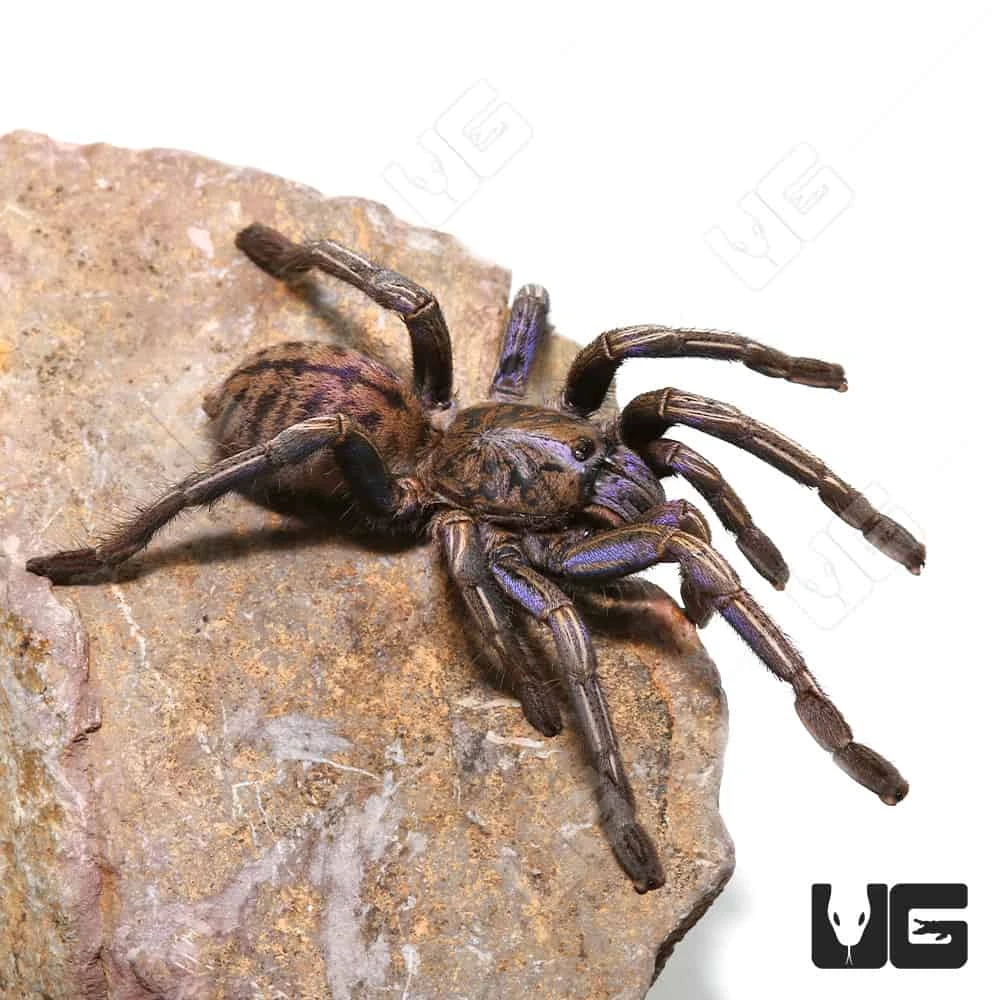 Purple Zebra Tarantula (2 – 3″) - Image 2
