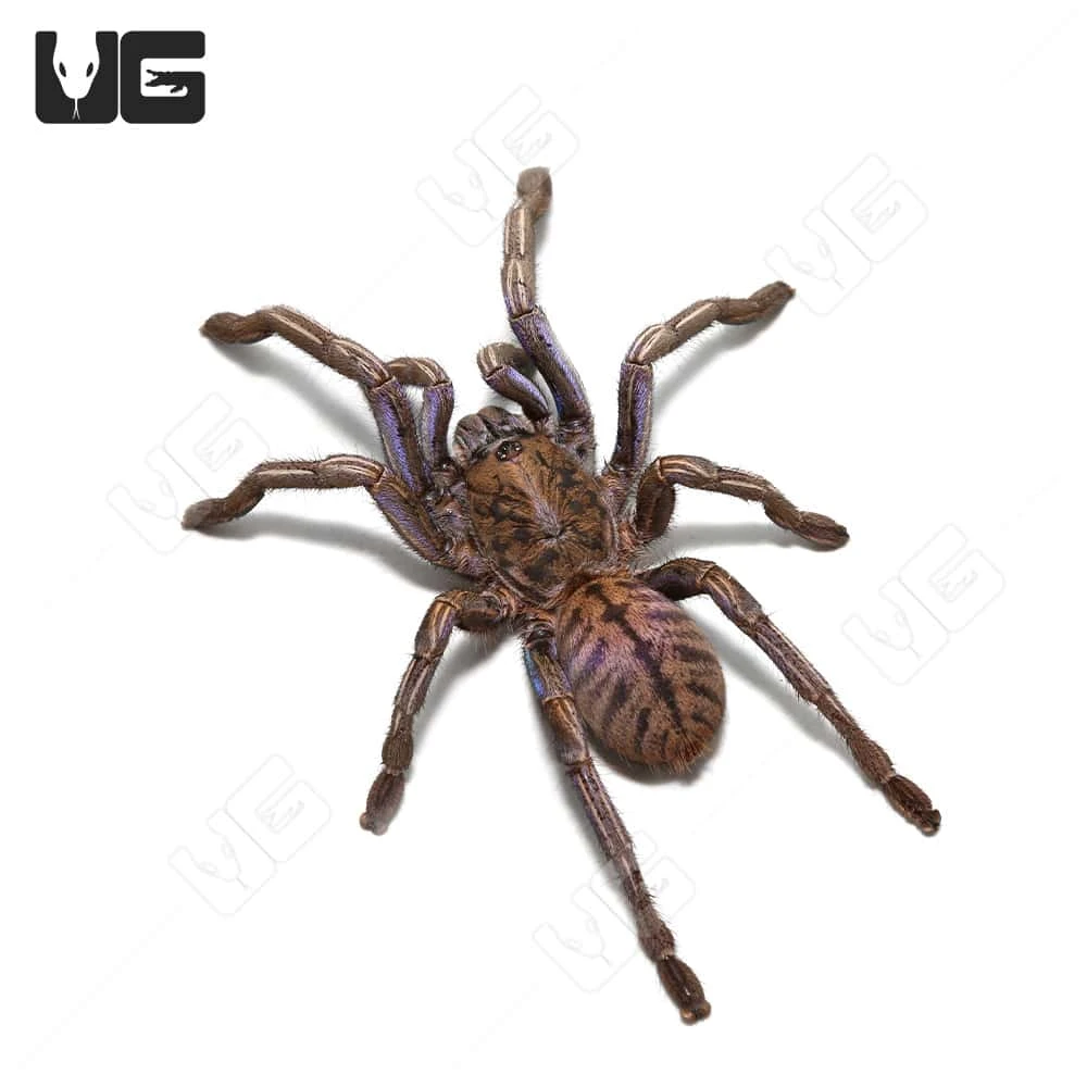 Purple Zebra Tarantula (2 – 3″) - Image 4