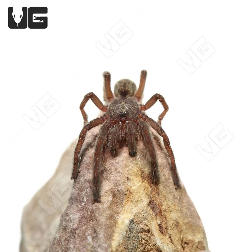 Rear Horn Baboon Tarantula (.5 β .75β) - Image 3