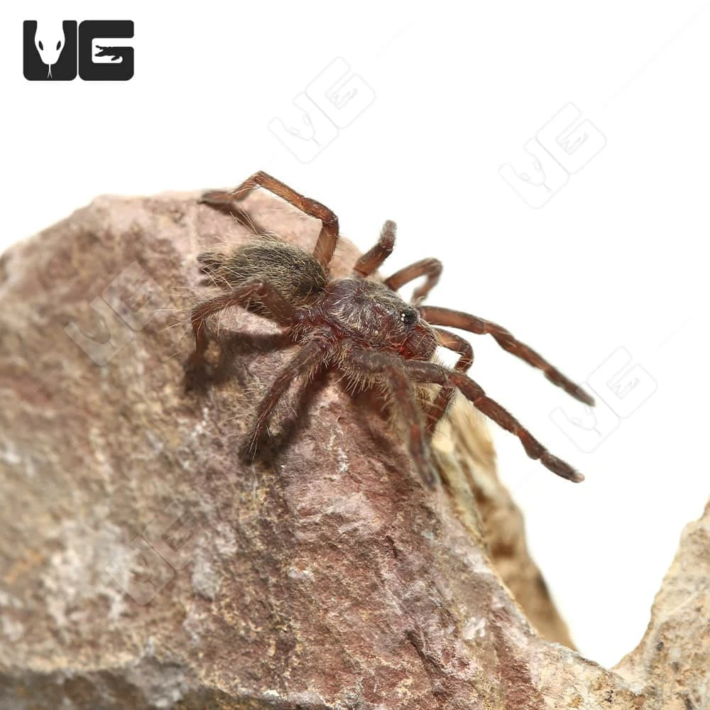 Rear Horn Baboon Tarantula (.5 β .75β)