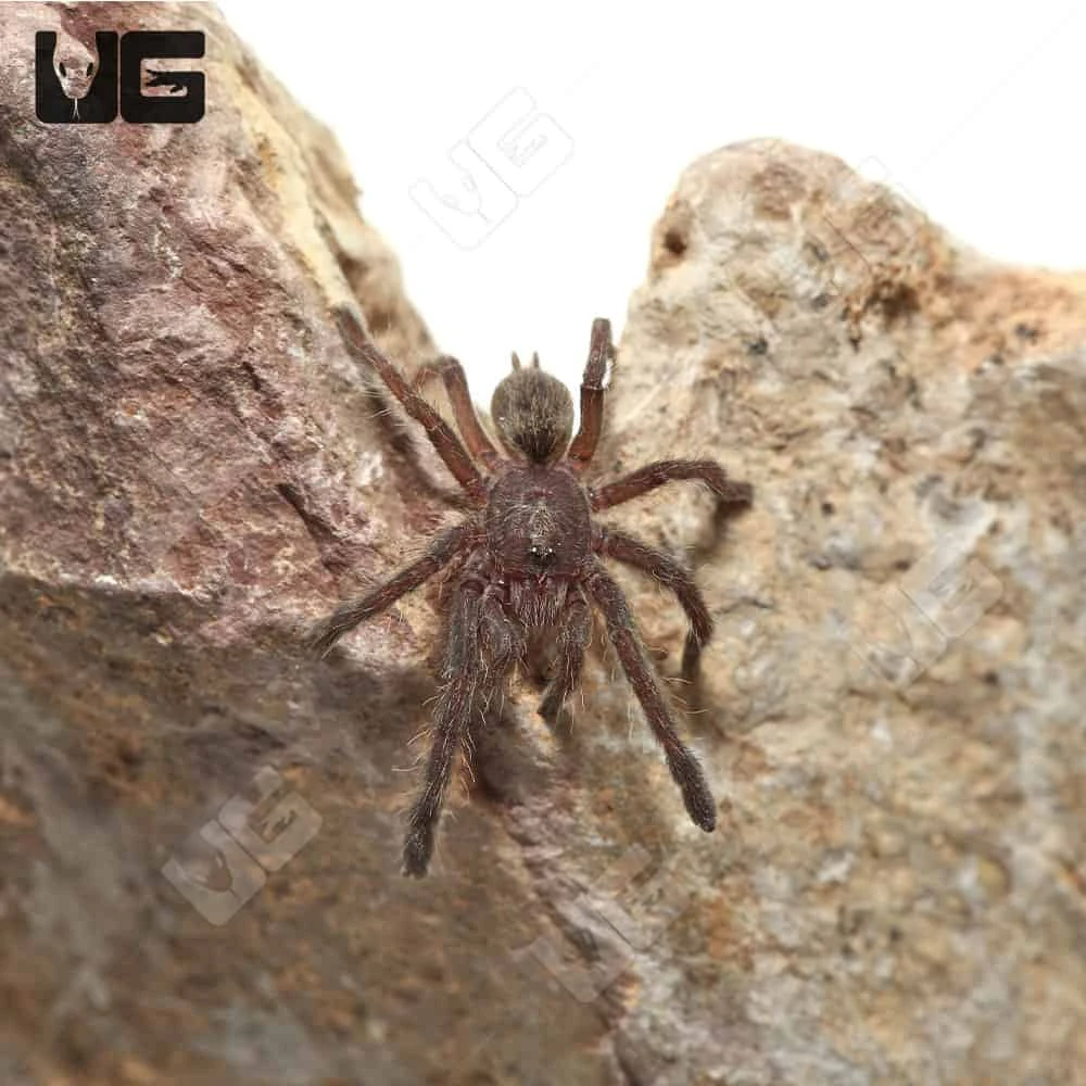 Rear Horn Baboon Tarantula (.5 β .75β) - Image 4