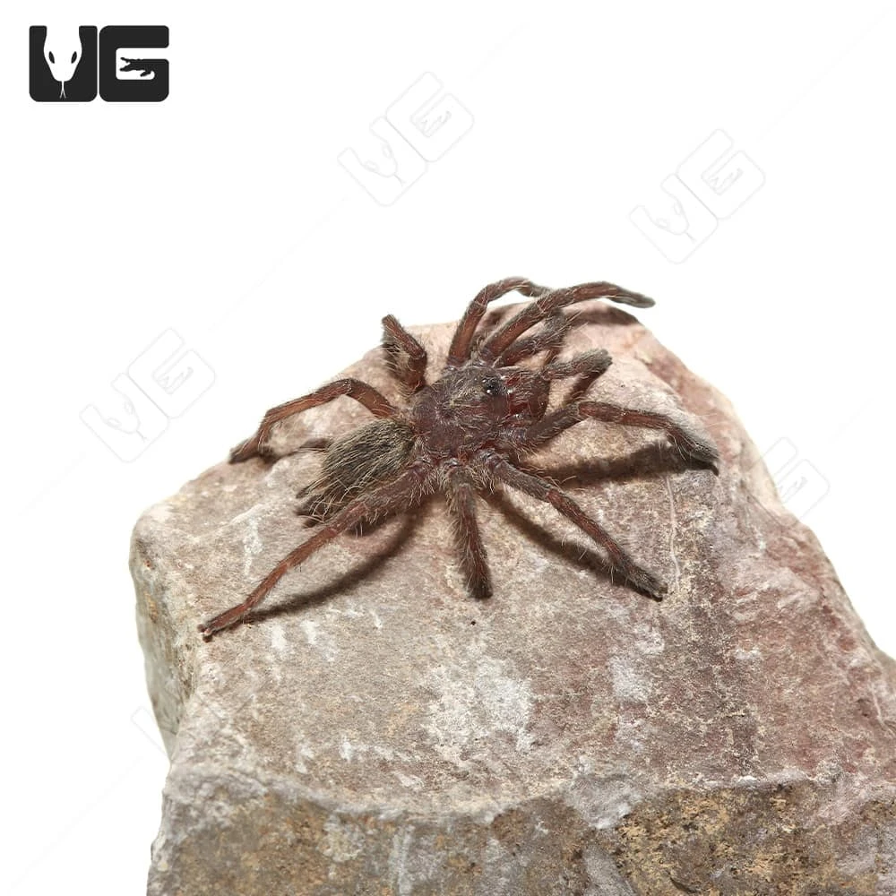 Rear Horn Baboon Tarantula (.5 β .75β) - Image 2