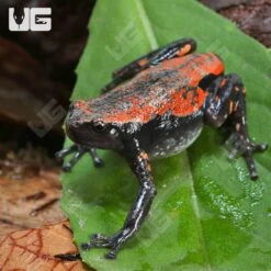 Red And Black Walking Frog