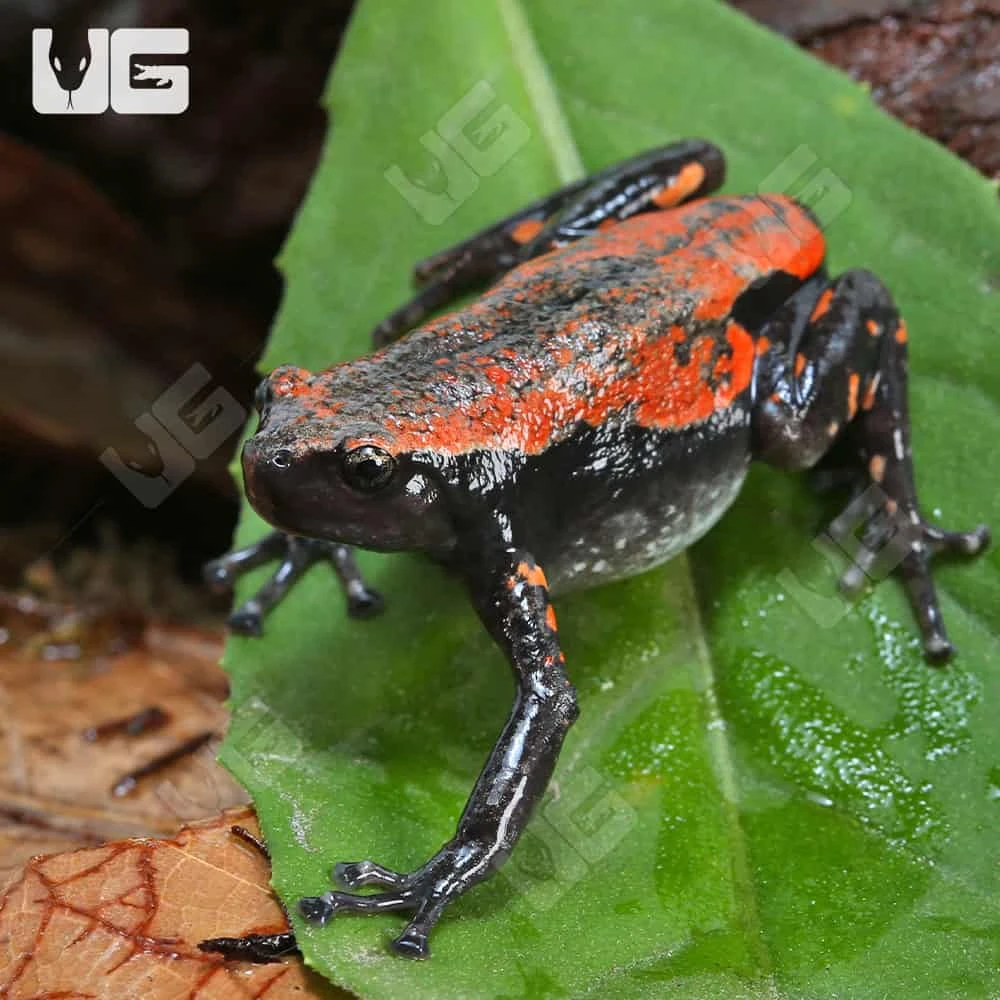 Red And Black Walking Frog