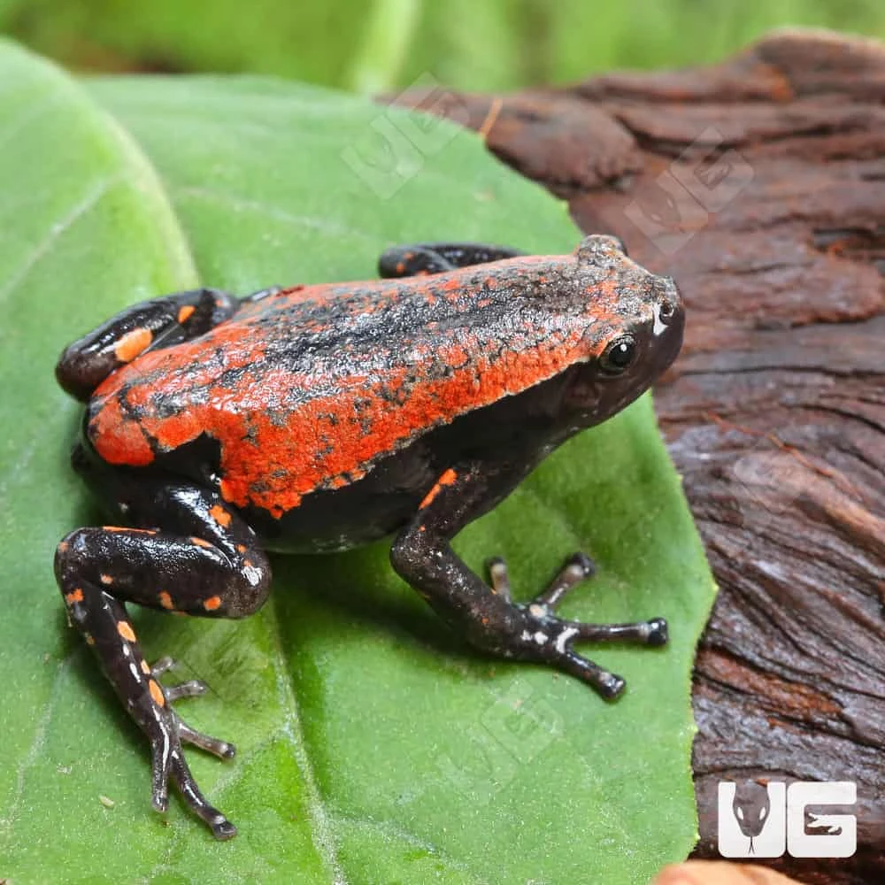 Red And Black Walking Frog - Image 2