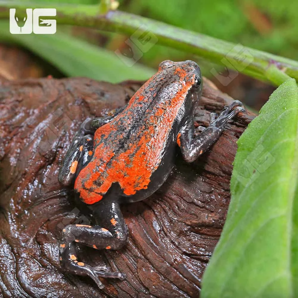 Red And Black Walking Frog - Image 3