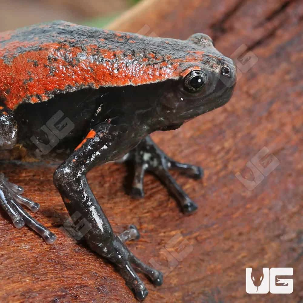 Red And Black Walking Frog - Image 4