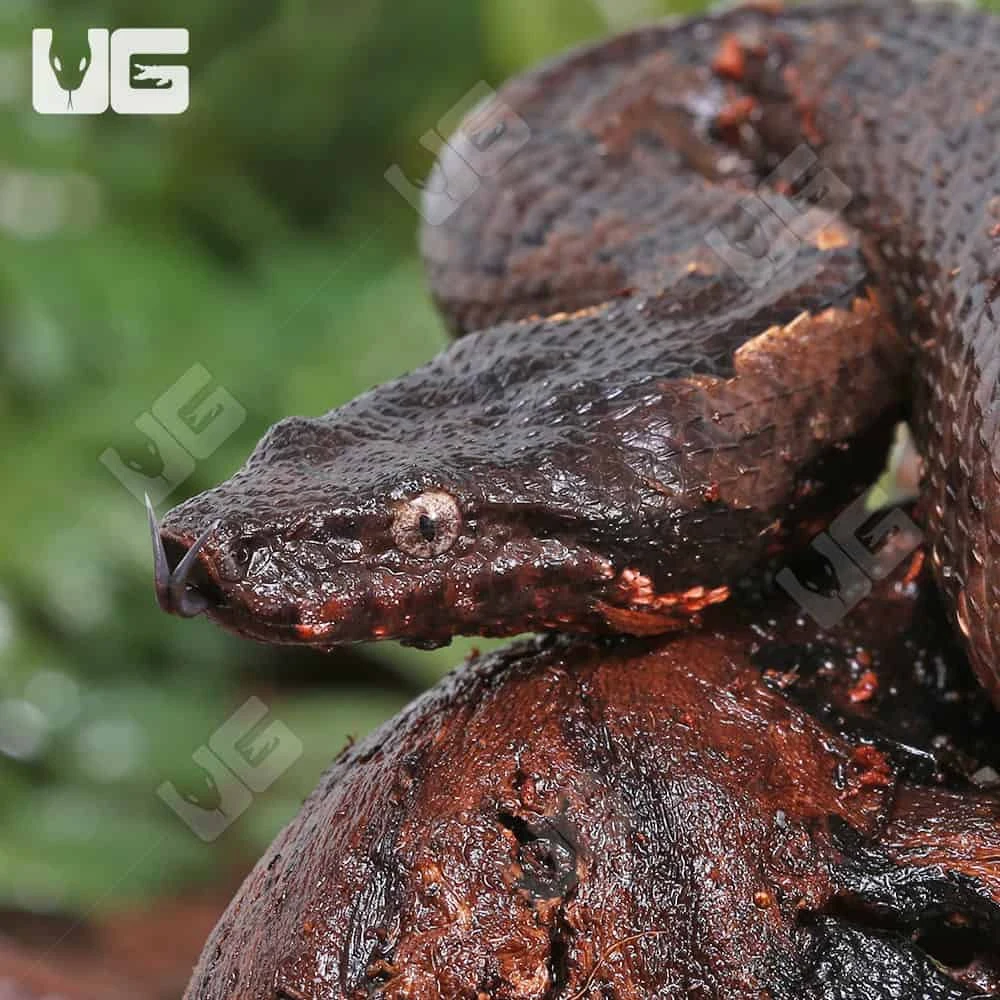 Red Belly Viper Boa - Image 2