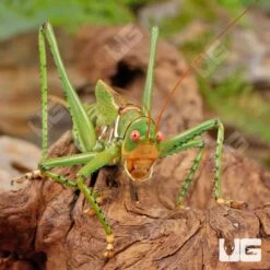 Red Eyed Katydid