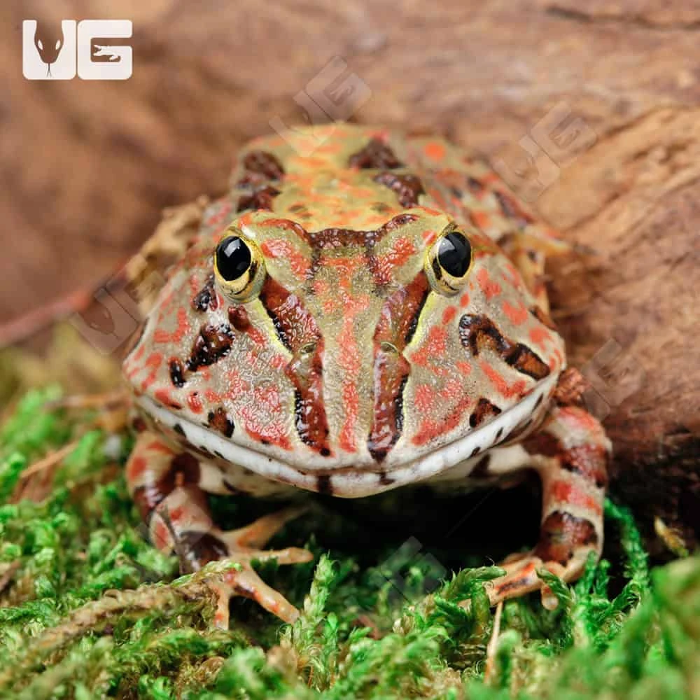 Red Pacific Pacman Frog - Image 3
